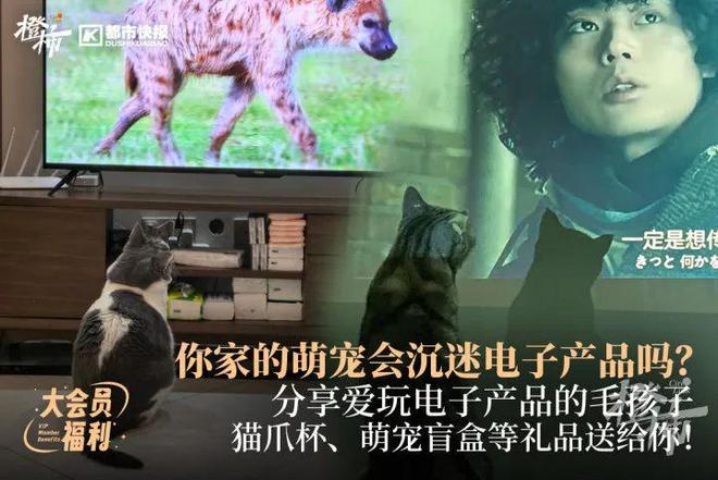 到了吗？来晒！送你德寿宫如意龙手腕包bsport体育入口秋天信号你捕捉(图1)